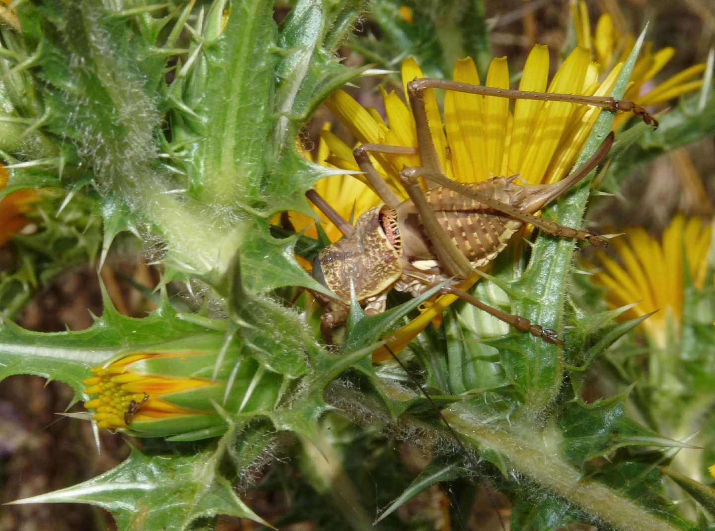 Uromenus di Tolfa: U. (Bolivarius) elegans